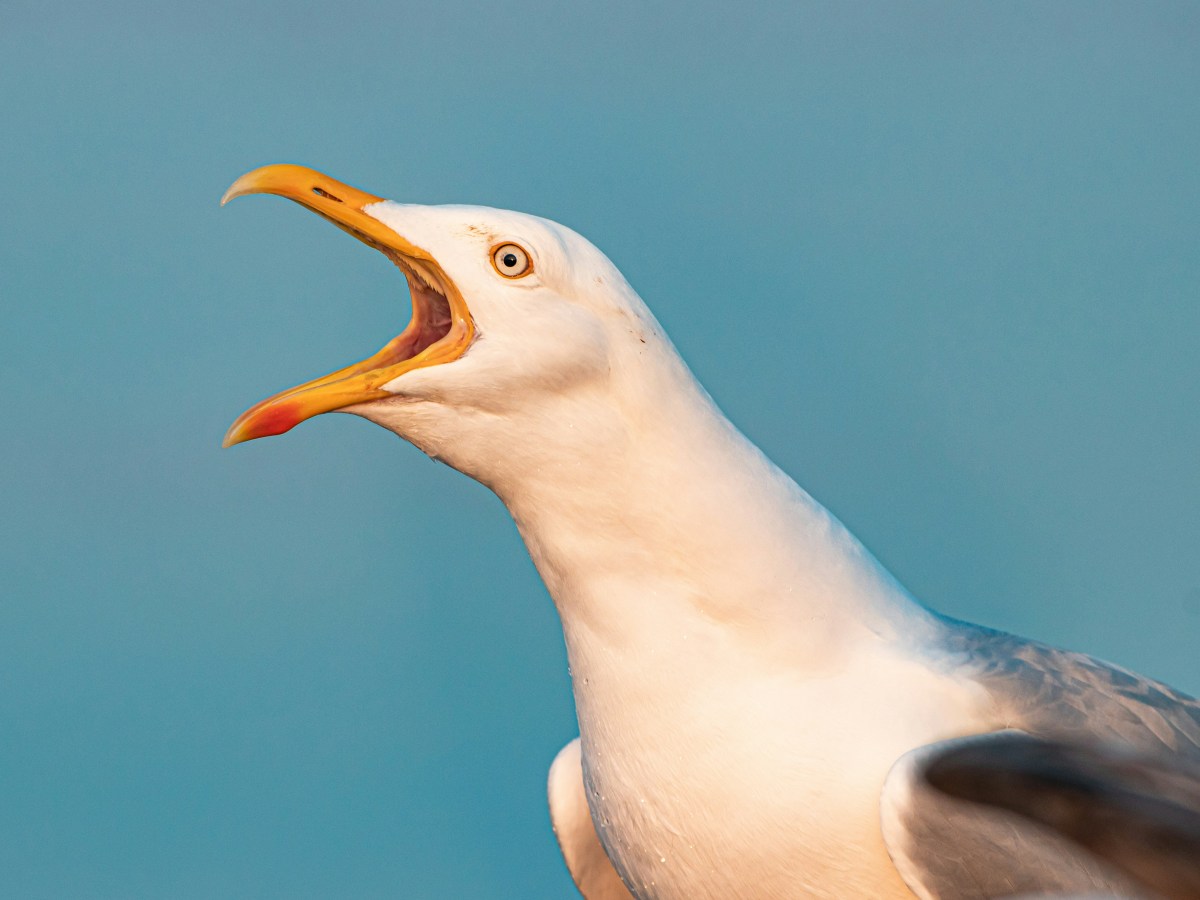Gull  got yer&nbsp;tongue?